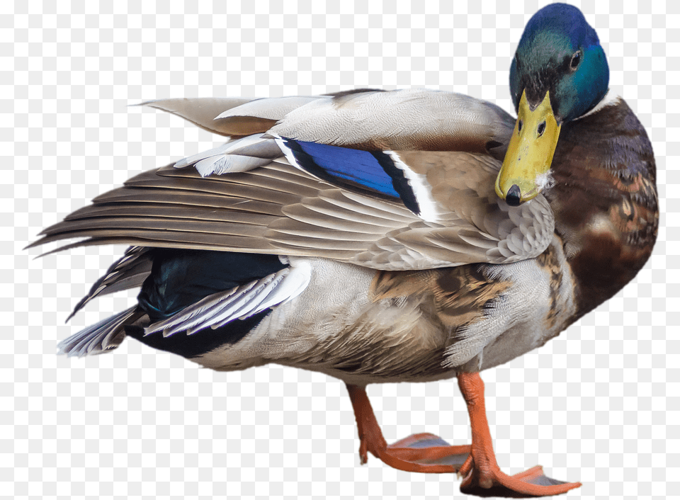 Duck Mallard Drake Transparent Isolated Water Rdk, Teal, Animal, Anseriformes, Bird Png