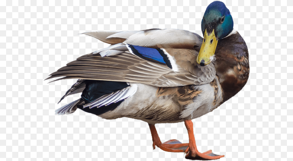 Duck Mallard Drake Transparent Water Bird, Teal, Animal, Anseriformes, Waterfowl Png Image
