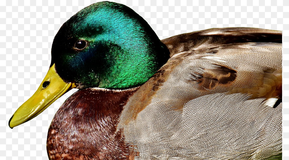Duck Mallard Meadow Rest Drake Water Bird Amigo Pato, Animal, Teal, Waterfowl, Fish Png