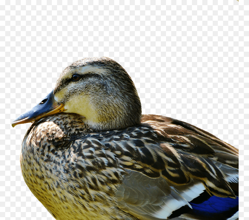 Duck Mallard Water Bird Photo Duck, Animal, Waterfowl, Teal, Anseriformes Png Image