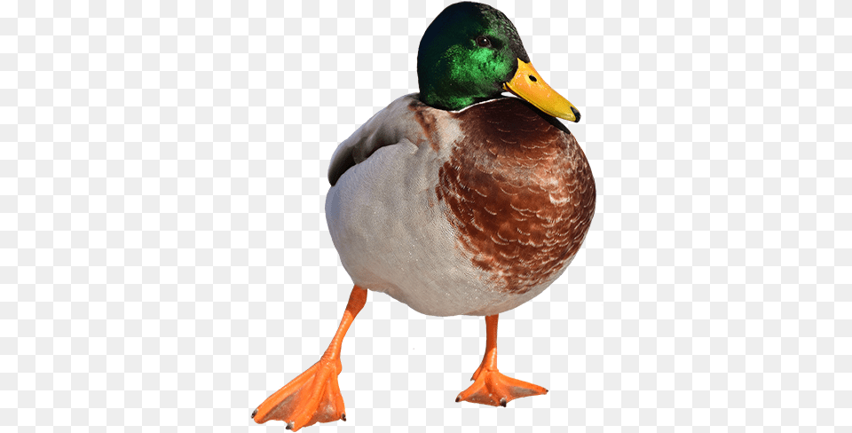 Duck Overlays Mallard, Animal, Anseriformes, Bird, Teal Free Png Download