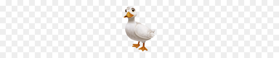 Duck Pictures, Animal, Beak, Bird, Waterfowl Png