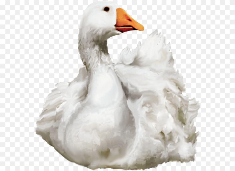 Duck Swimming Duck, Animal, Bird, Goose, Waterfowl Free Transparent Png