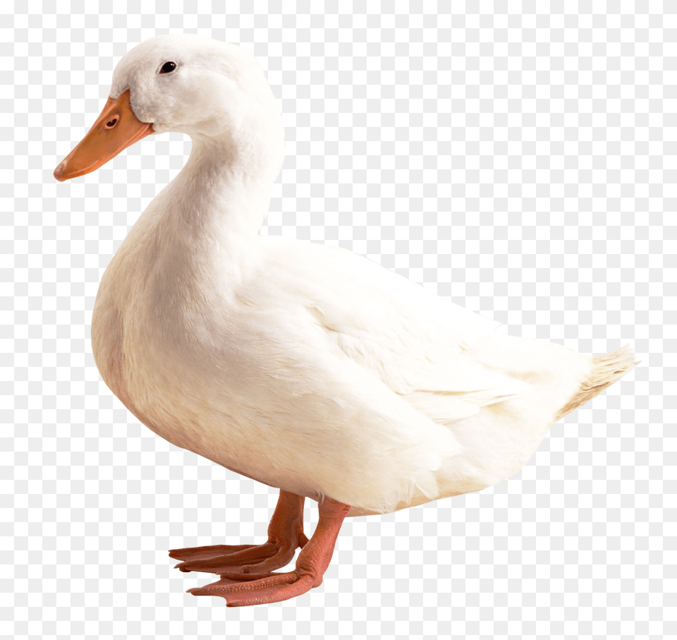 Duck Transparent Image, Animal, Bird, Goose, Waterfowl Png