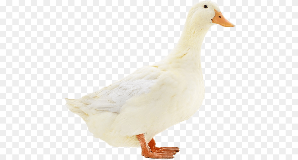 Duck Transparent Image Duck, Animal, Bird, Goose, Waterfowl Free Png