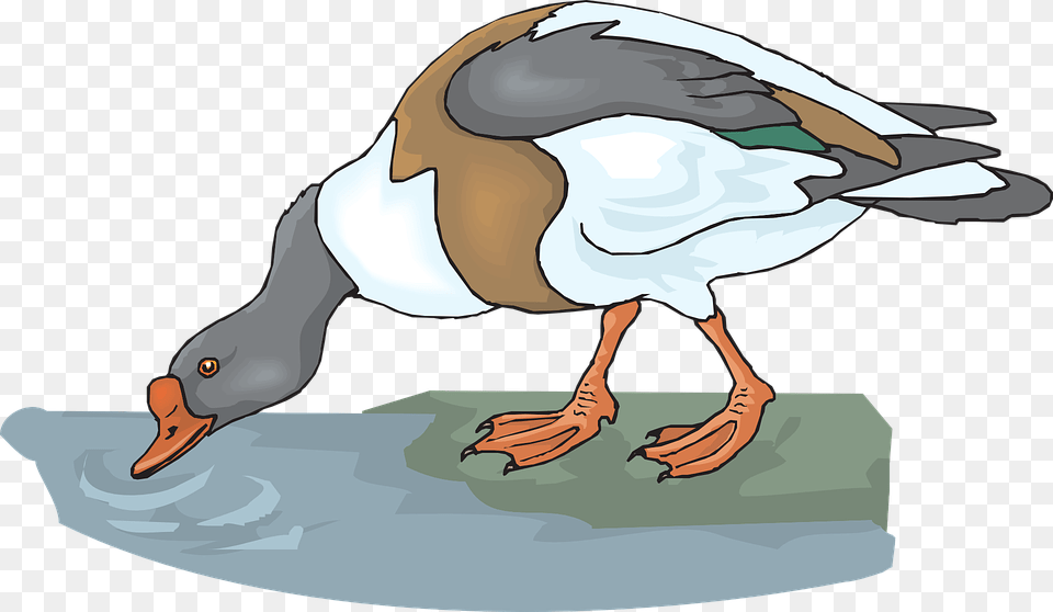 Duck Water Bird Drinking Feathers Drink Duck Drinking Clipart, Animal, Goose, Waterfowl, Anseriformes Png Image