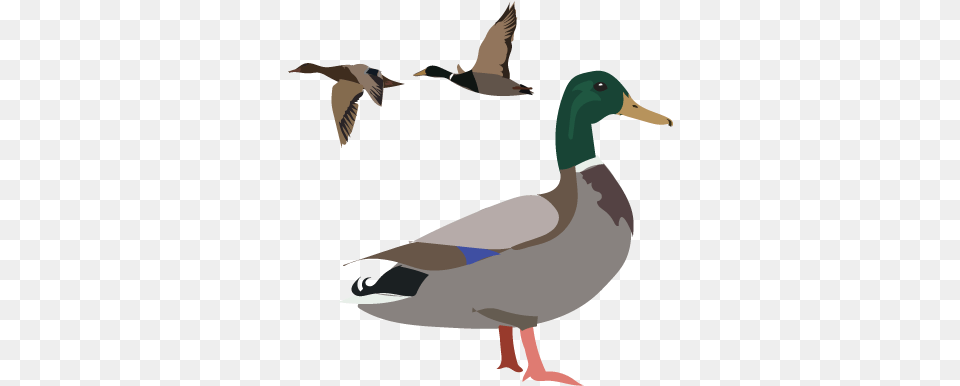 Duck Week On Inaturalist Jan Mallard, Animal, Anseriformes, Bird, Waterfowl Png