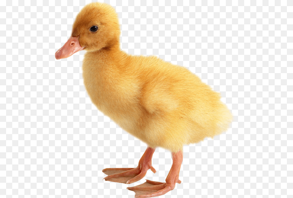 Duckling, Animal, Bird, Duck, Waterfowl Png Image