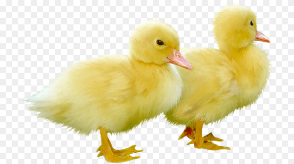 Duckling, Animal, Bird, Duck Free Transparent Png