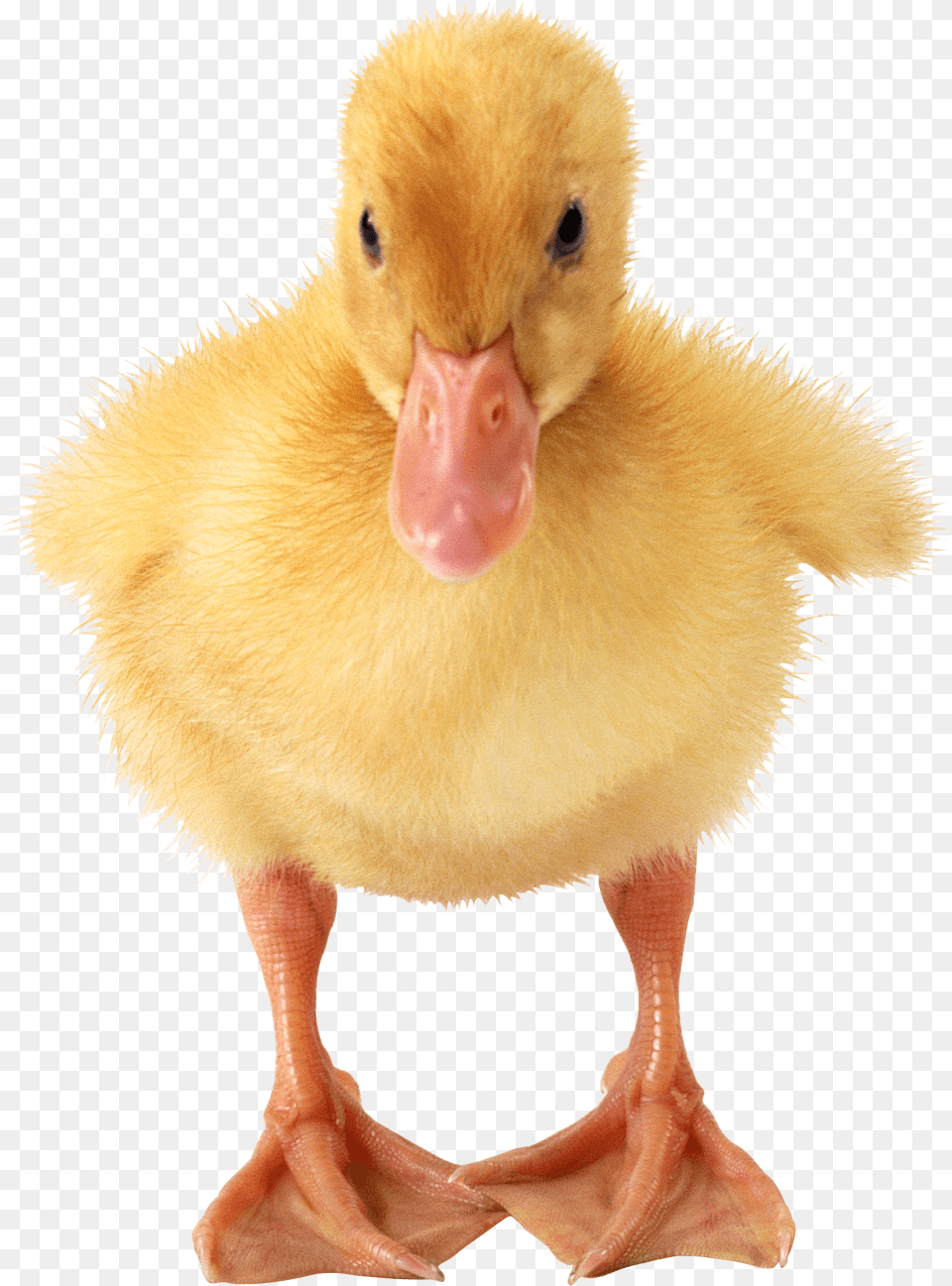 Duckling, Animal, Beak, Bird, Duck Png