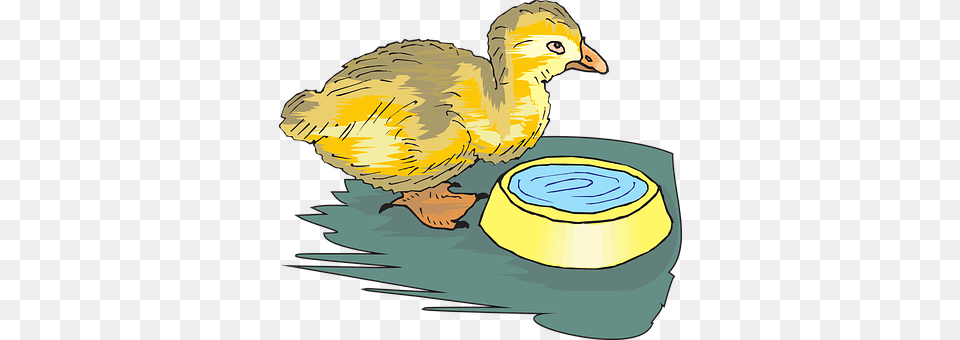 Duckling Animal, Beak, Bird Free Png