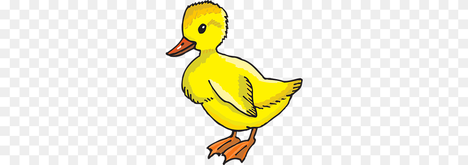 Duckling Animal, Beak, Bird, Duck Free Png