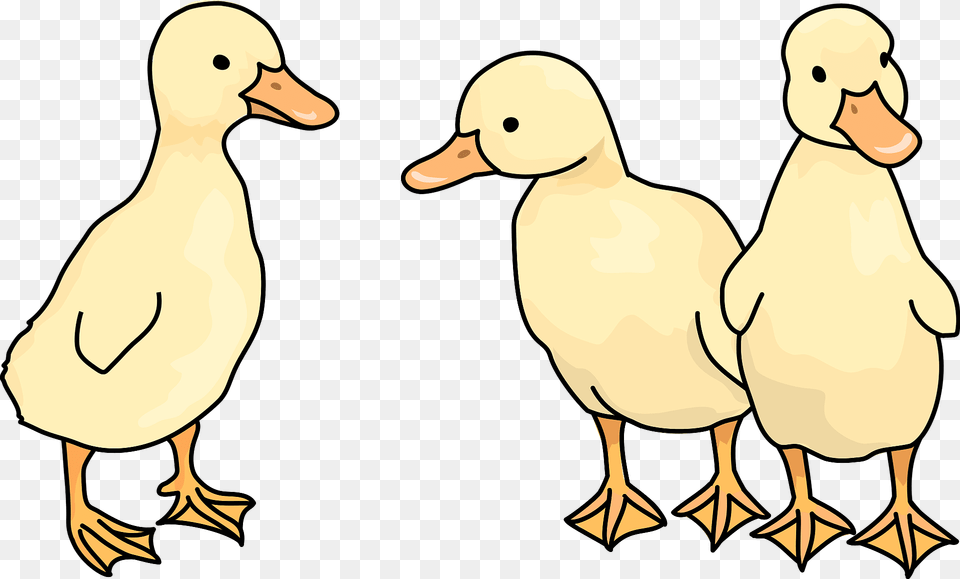 Duckling Bird Clipart, Animal, Duck, Baby, Person Png