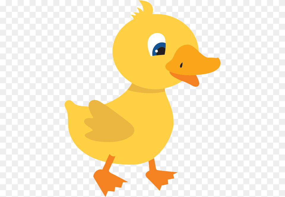 Duckling Duck, Animal, Bird, Baby, Person Free Png