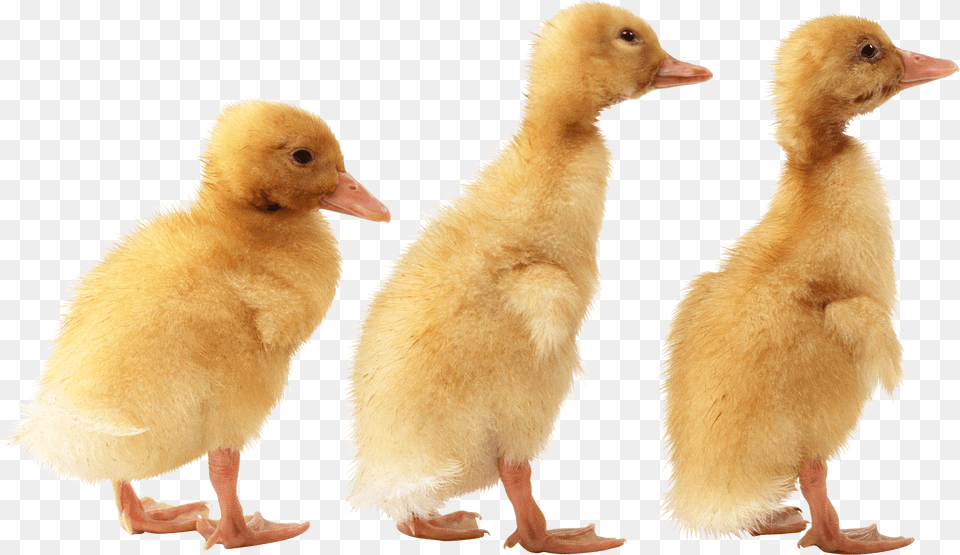 Ducklings, Animal, Bird, Penguin, Duck Free Transparent Png