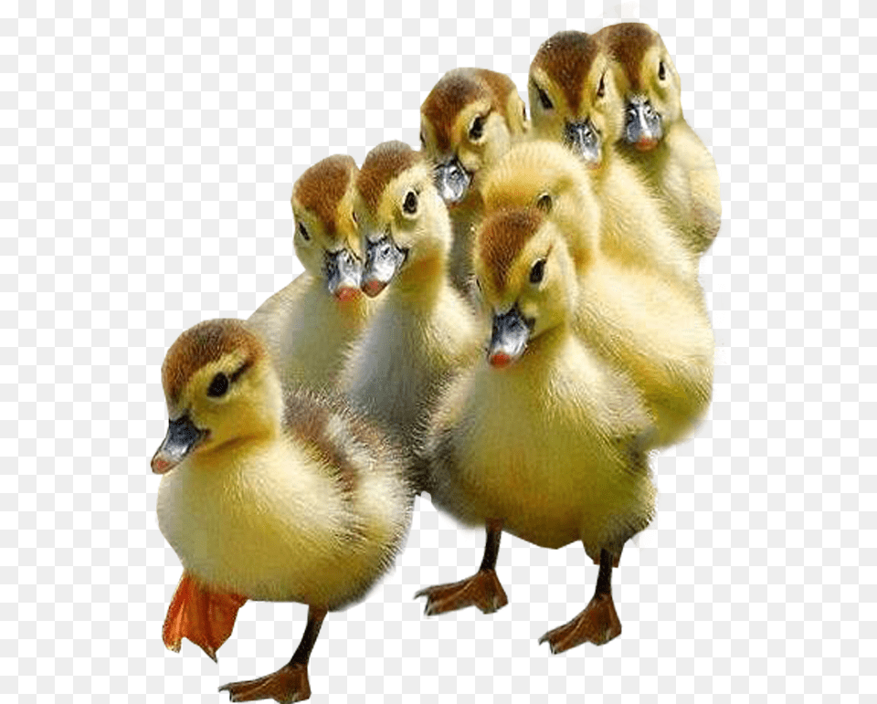 Ducklings Background Bird Ducklings, Animal, Beak, Duck, Waterfowl Png Image