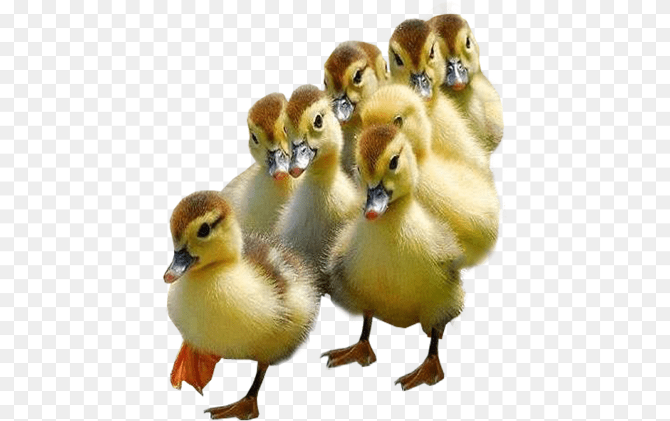 Ducklings With Background, Animal, Beak, Bird, Duck Png Image