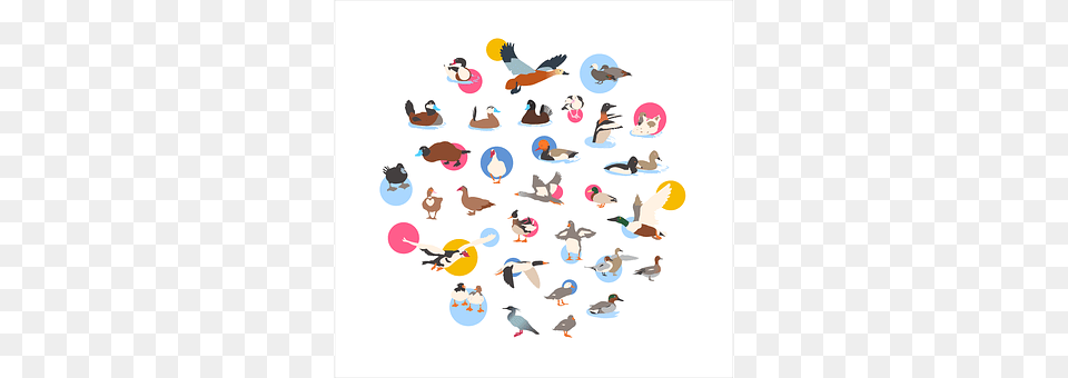 Ducks Animal, Bird Png