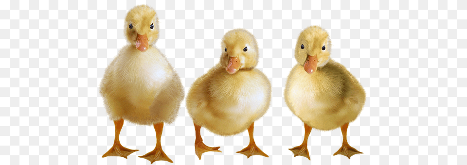 Ducks Animal, Beak, Bird, Duck Free Png