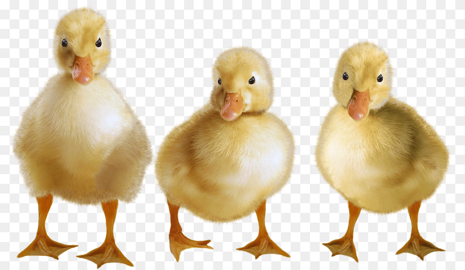 Ducks Animal, Beak, Bird, Duck Png