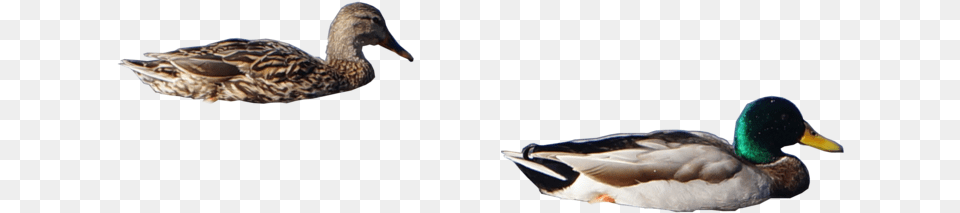 Ducks 3 Mallard Ducks, Animal, Bird, Duck, Waterfowl Png Image