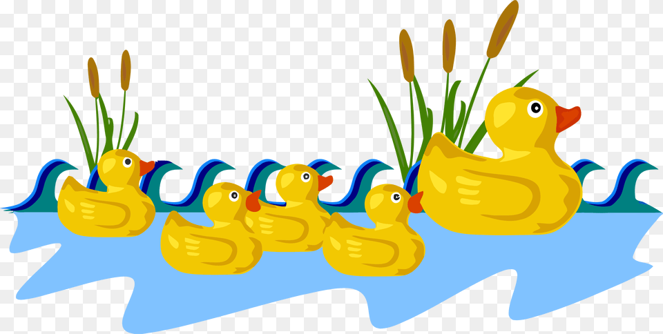 Ducks Clipart, Animal, Bird, Duck, Waterfowl Png