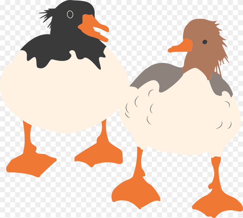 Ducks Clipart, Animal, Bird, Beak, Duck Free Transparent Png