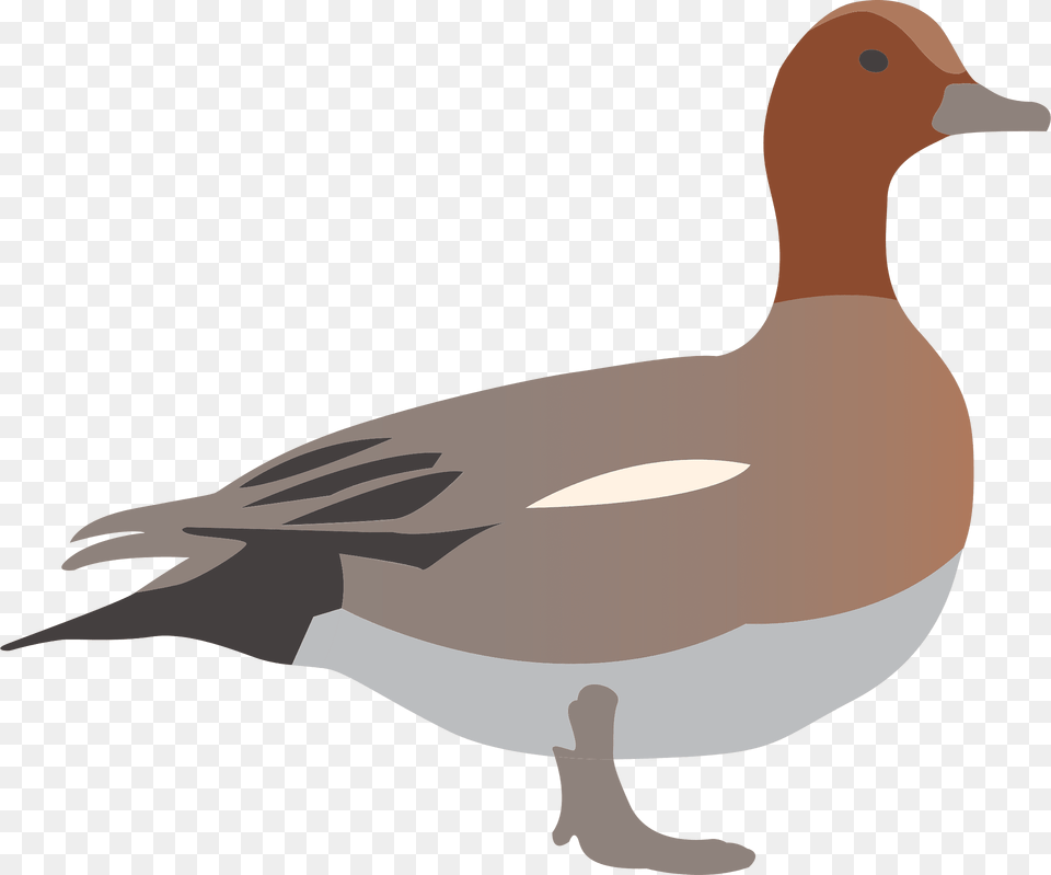 Ducks Clipart, Animal, Anseriformes, Bird, Waterfowl Png Image