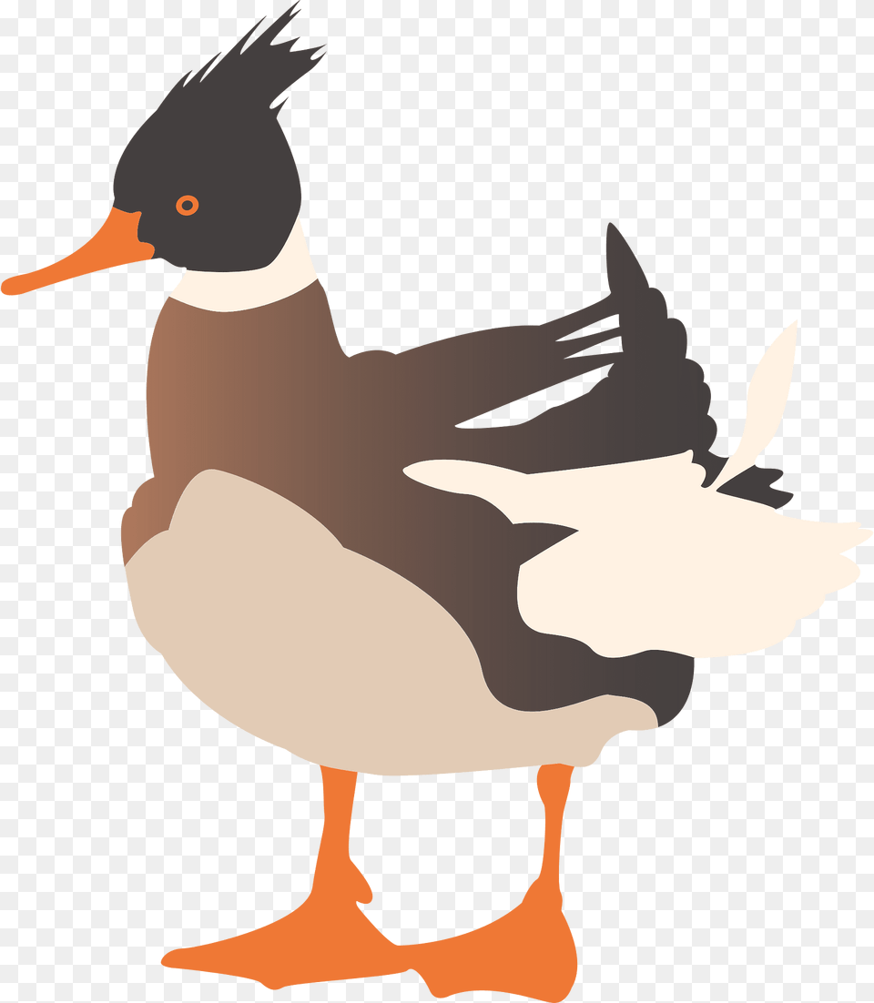 Ducks Clipart, Animal, Anseriformes, Bird, Waterfowl Free Png