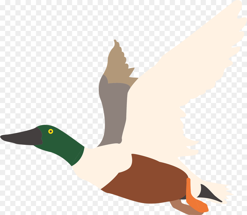 Ducks Clipart, Animal, Anseriformes, Bird, Duck Free Png