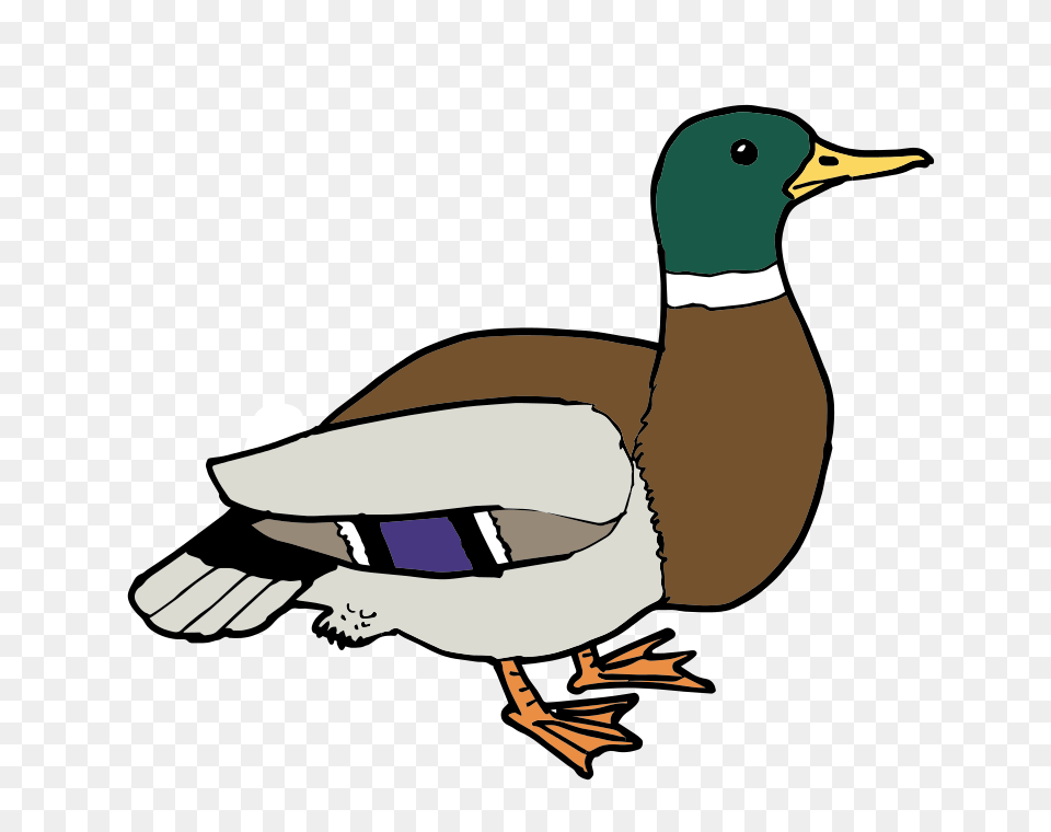 Ducks Clipart, Animal, Anseriformes, Bird, Waterfowl Free Png Download