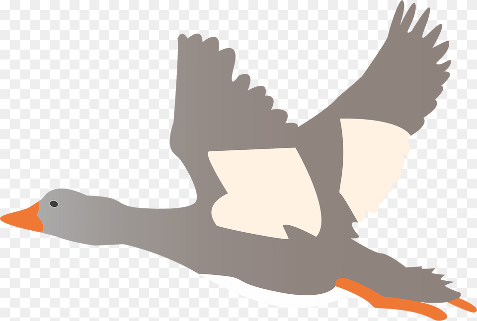 Ducks Clipart, Animal, Bird, Goose, Person Png Image