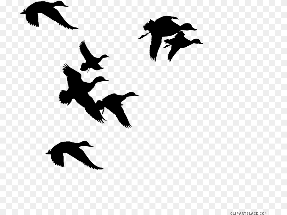 Ducks Clipart Black And White, Gray Free Transparent Png