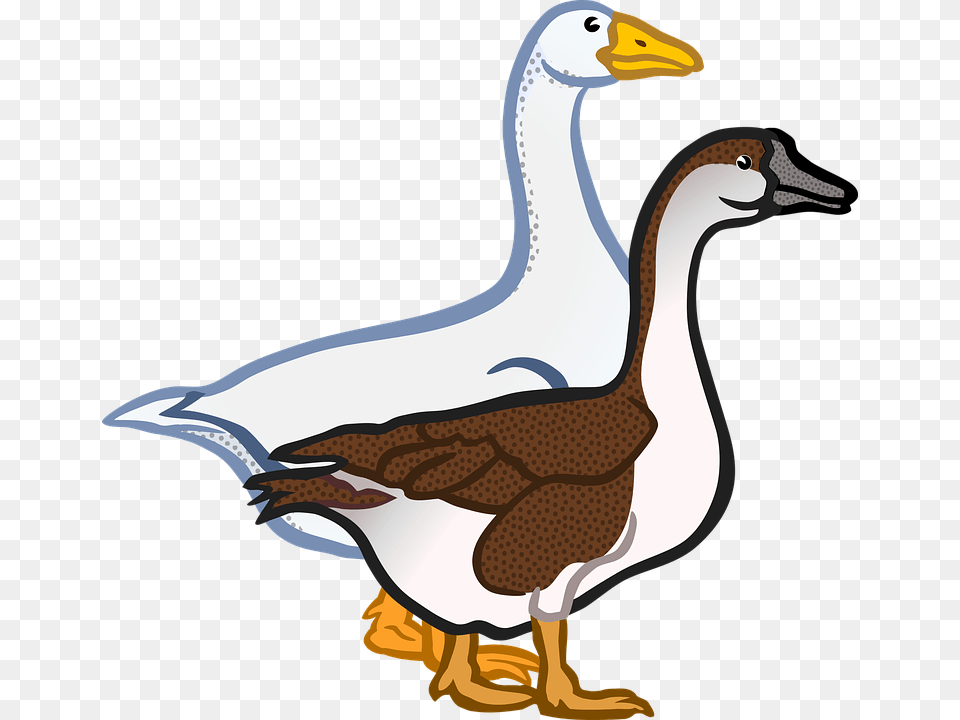 Ducks Clipart Farm Thing, Animal, Anseriformes, Bird, Goose Free Transparent Png