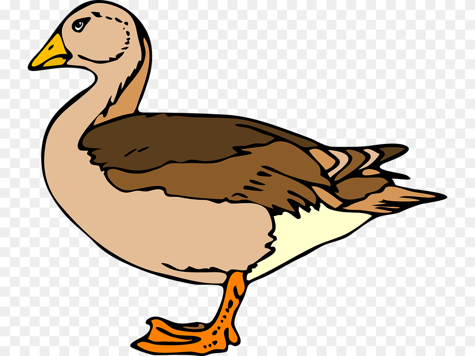 Ducks Clipart Mallard Duck, Animal, Bird, Goose, Waterfowl Png Image