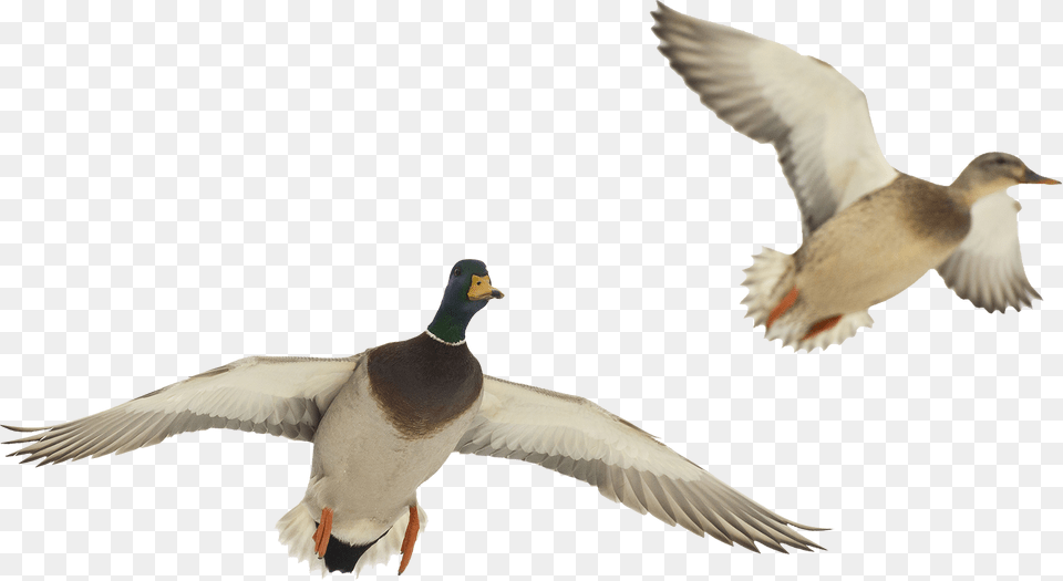 Ducks In Flight, Animal, Anseriformes, Bird, Duck Png Image