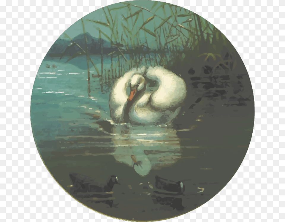 Duckwater Birdswan Swan, Animal, Bird, Water Png