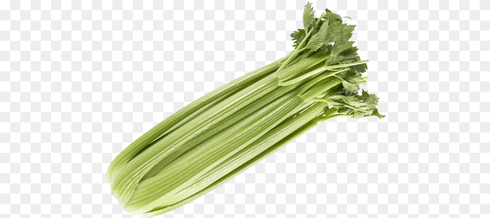 Duda Farm Fresh Foods Products Chicory, Food, Produce, Leek, Plant Png