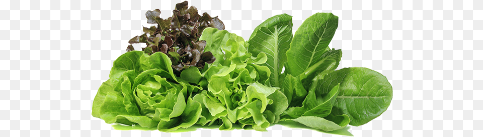 Duda Farm Fresh Foods Products Lettuce, Food, Plant, Produce, Vegetable Png Image