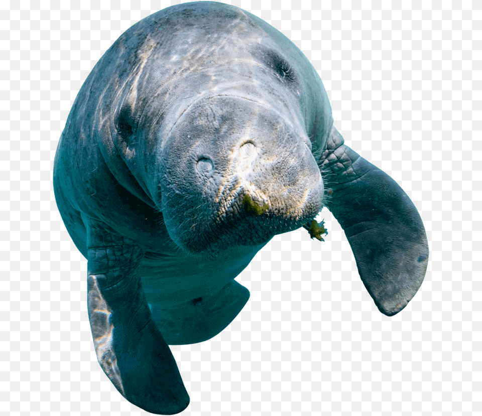 Dugong, Animal, Mammal, Manatee, Bear Free Transparent Png