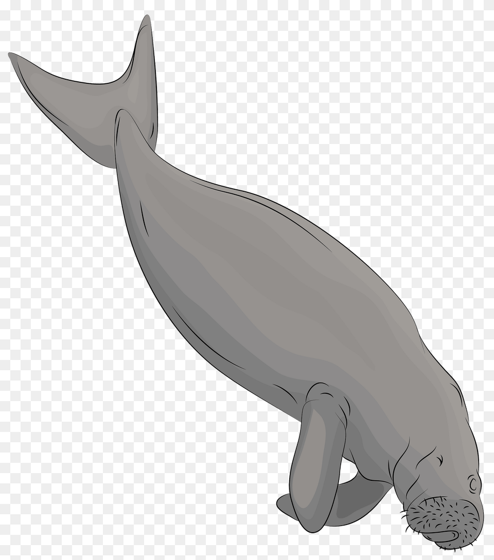 Dugong Clipart, Animal, Mammal, Sea Life, Fish Png