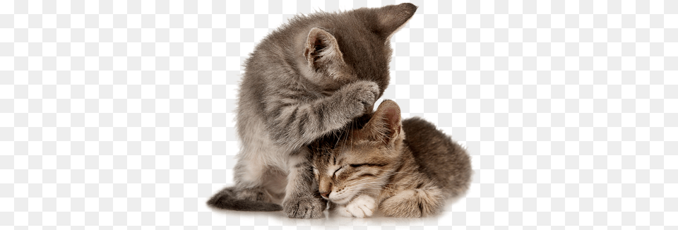 Duis Autem Vel Eum Iriure Dolor In Hendrerit In Vulputate 2 Cats, Animal, Cat, Kitten, Mammal Png
