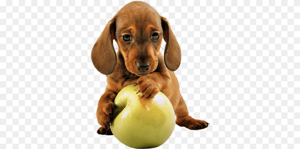 Dulces Imagenes De Perritos Mascotas En Con Fondo Apple Puppy, Animal, Plant, Pet, Mammal Free Transparent Png