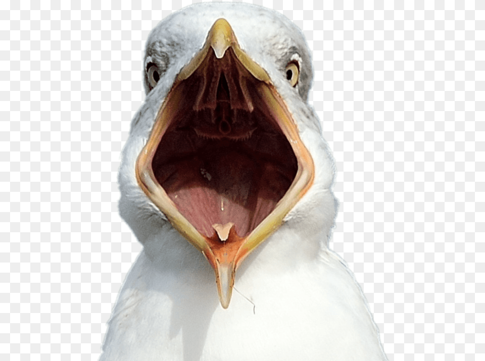 Dumb Seagull, Animal, Beak, Bird, Waterfowl Png