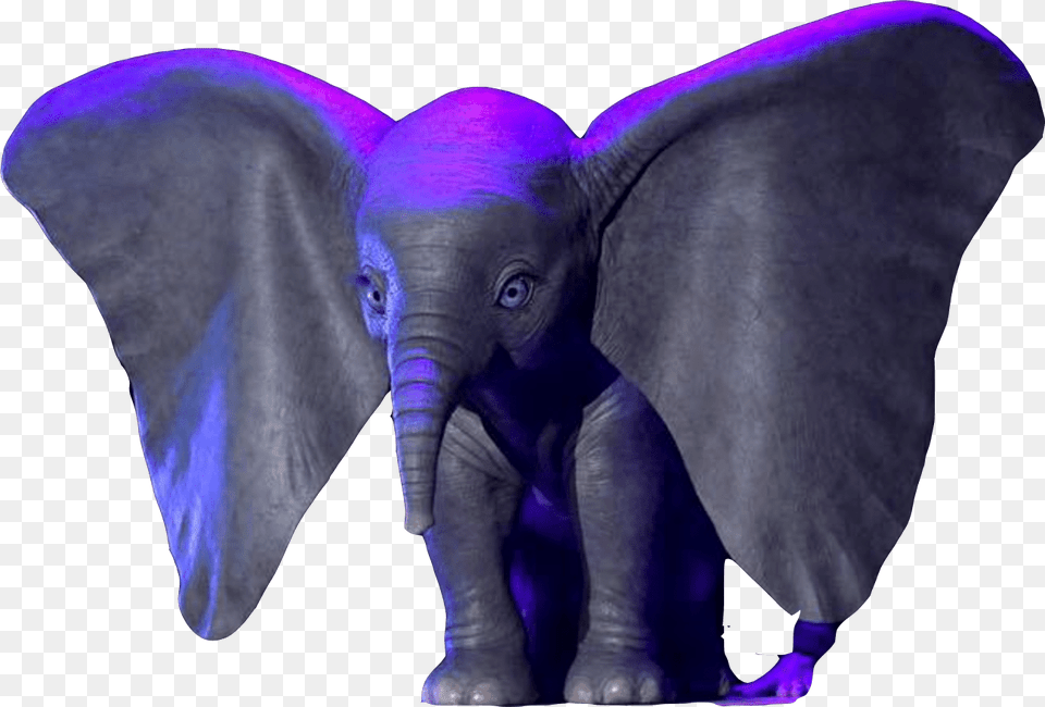 Dumbo March 29 2019, Animal, Elephant, Mammal, Wildlife Free Png Download