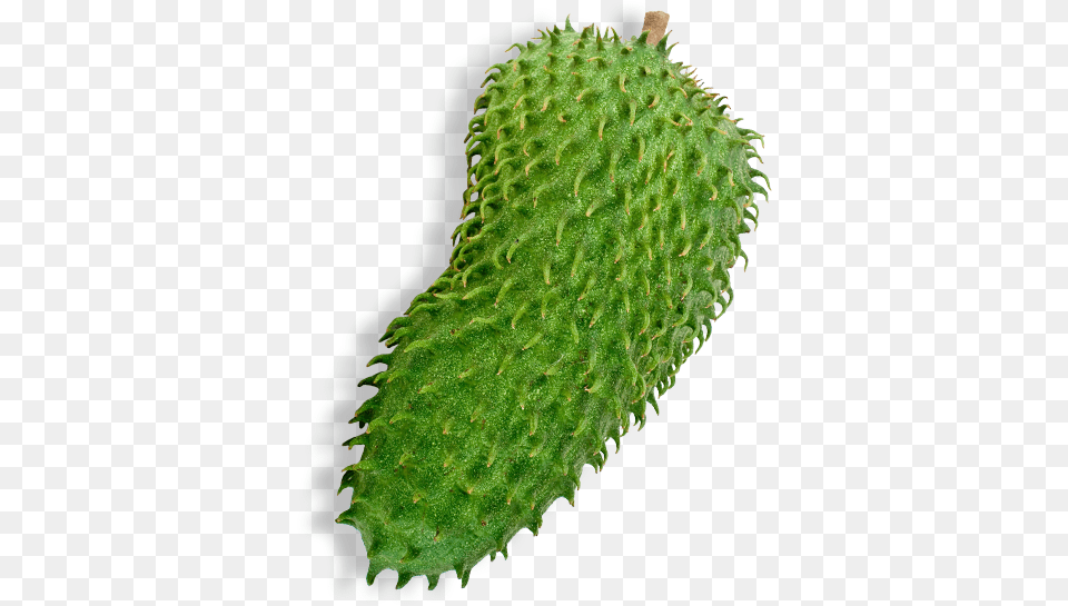Dummy Horned Melon, Plant, Cucumber, Food, Produce Png