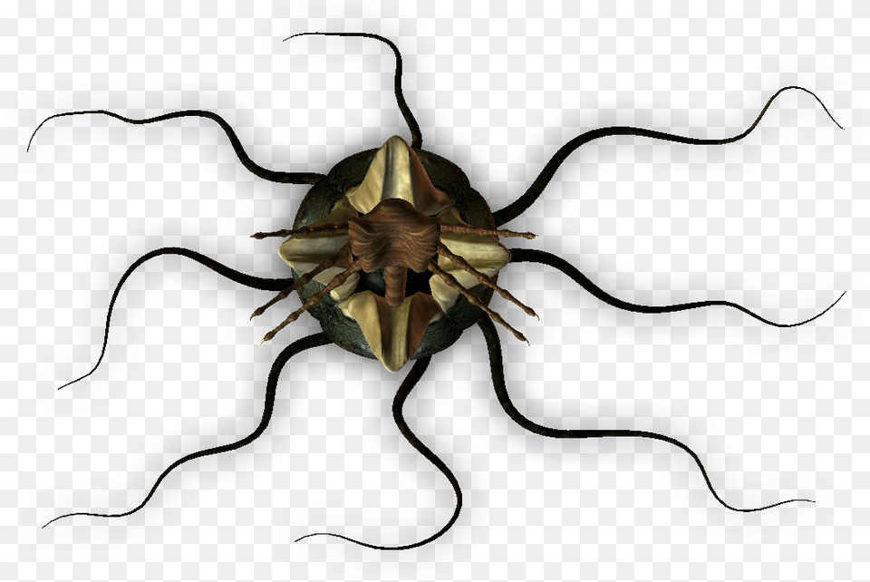 Dundjinni Egg, Animal, Insect, Invertebrate, Spider Free Transparent Png