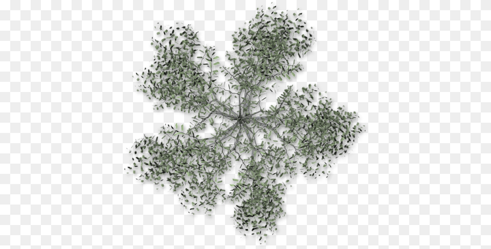 Dundjinni Mapping Software Acacia Tree Plan, Nature, Outdoors, Pattern, Snow Png Image