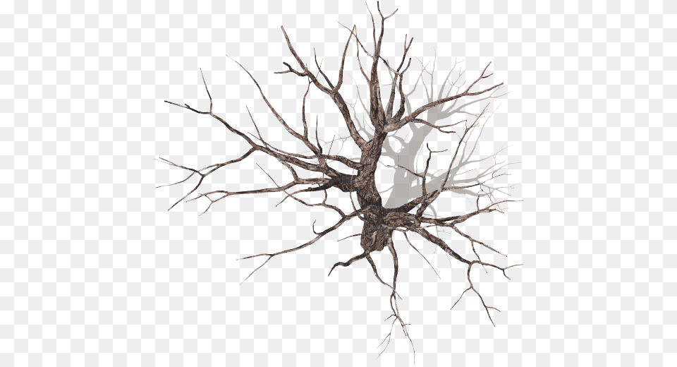 Dundjinni Mapping Software Dead Tree Top View, Wood, Plant, Root Free Png
