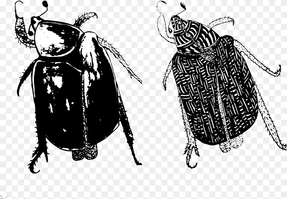Dung Beetle, Adult, Female, Person, Woman Png